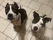 Two dogs in kitchen